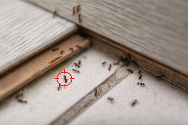 Best Ant Control Services  in Beechwood Trails, OH
