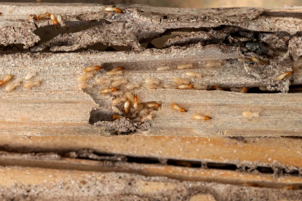 Best Wildlife Control Services  in Beechwood Trails, OH